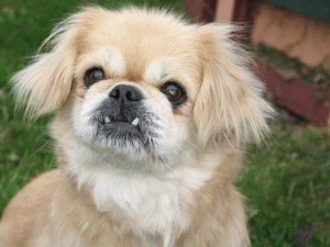 Emmy - Pekingese