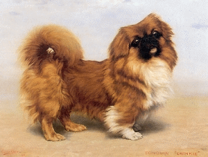 Grooming on sale a pekingese