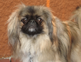 Roscoe - Pekingese